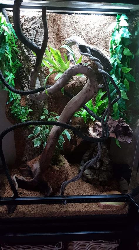 Reptile enclosure - Terrarium/vivarium with custom plantable backdrop ...