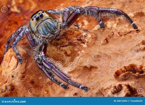 Hyllus Diardy Biggest Jumping Spider Stock Photo Image Of Metallic