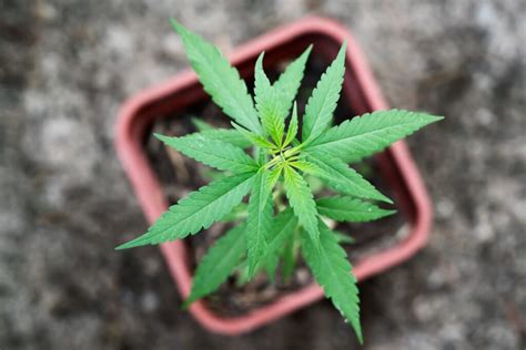 Cada Cu Nto Tiempo Se Riega Una Planta De Marihuanas