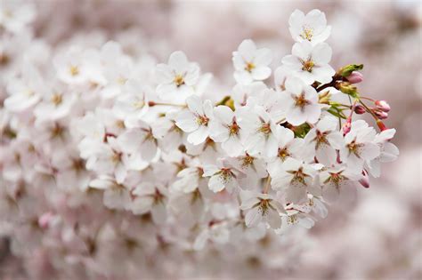 图片素材 树 科 厂 白色 叶 花瓣 盛开 餐饮 弹簧 生产 新鲜 粉 植物群 樱花 花卉 特写 樱桃