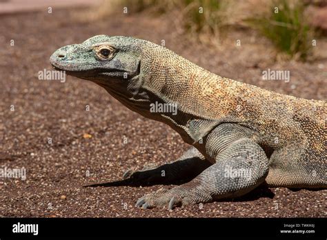 Ecologia Del Drago Di Komodo Immagini E Fotografie Stock Ad Alta