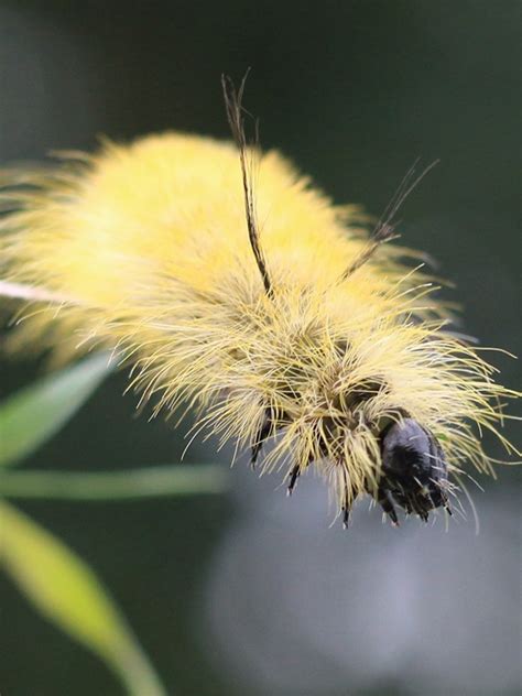 Yellow Fuzzy Caterpillar Poisonous