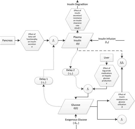 Modelling framework of glucose-insulin negative feedback loop at the ...