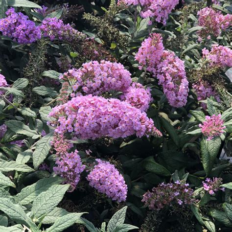 Buddleia PUGSTER PINK - Buy Butterfly Bush Shrubs Online