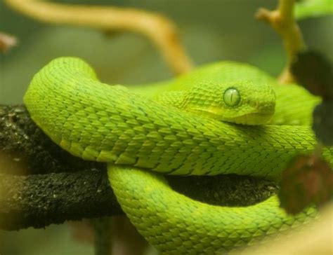 African Bush Viper - Pentax User Photo Gallery