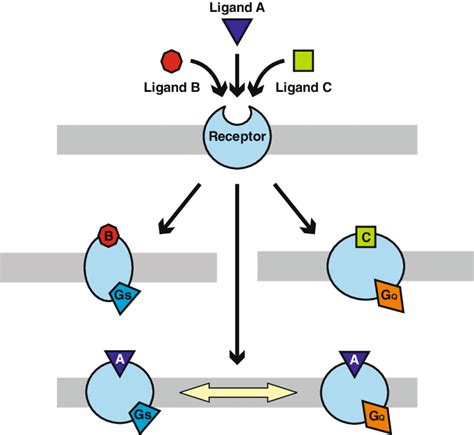 A Schematic Diagram Of Biased Signaling At A GPCR Three Ligands