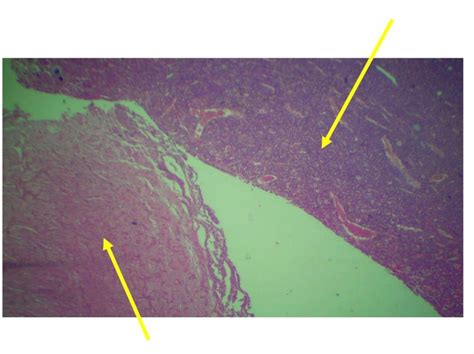 Endocrine Histology Diagram Quizlet