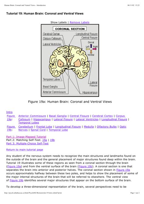 Brain Hippocampus Coronal