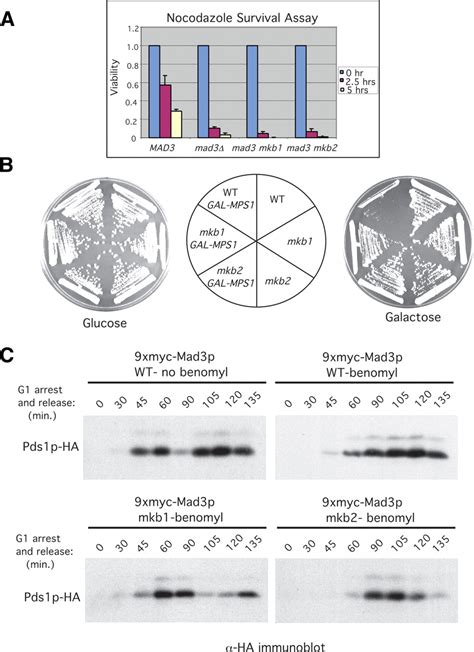 Mad P A Pseudosubstrate Inhibitor Of Apccdc In The Spindle Assembly