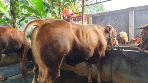 Harga Sapi Dan Kambing Jelang Idul Adha Mulai Rp 600 Ribu Rp 19 200