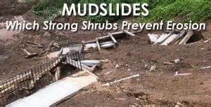 Mudslide Prevention – Which Strong Shrubs Prevent Erosion - Green Thumb ...