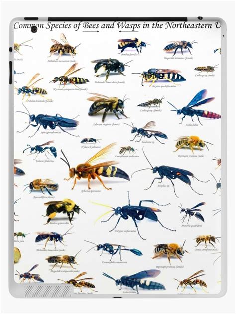 "Common Species of Bees and Wasps Chart" iPad Case & Skin for Sale by EliseoFitzgeral | Redbubble