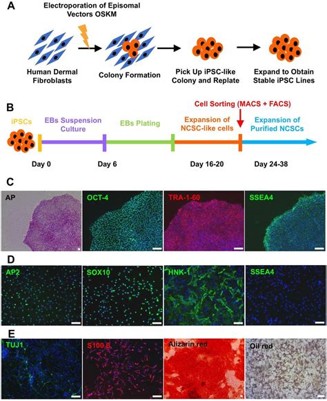 Establishment And Characterization Of Human Integration Free Ips Cell