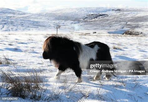 Scalloway Shetland Islands Photos and Premium High Res Pictures - Getty ...