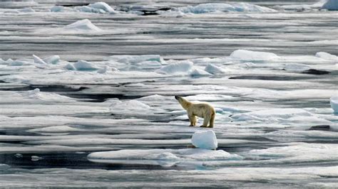 Polar bears risk starvation as they face longer ice-free periods in the ...