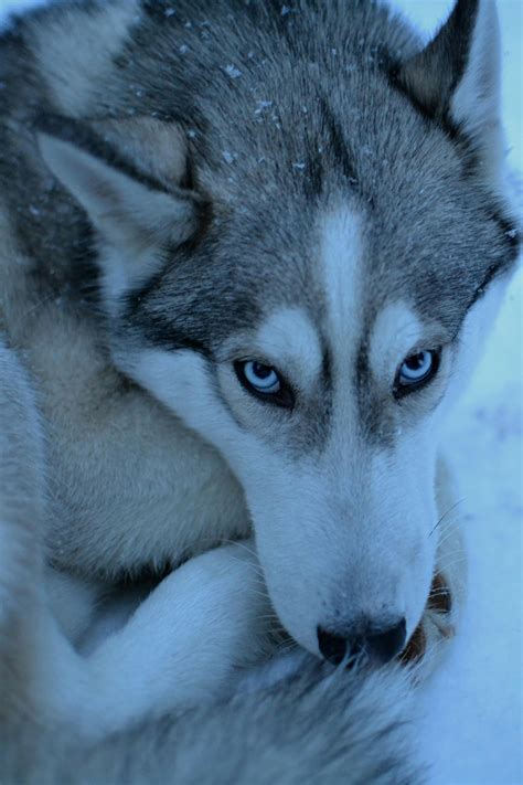 Husky in Snow · Free Stock Photo