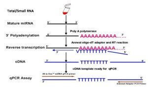 Mirna Qpcr Arrays Mirna Expression Genecopoeia