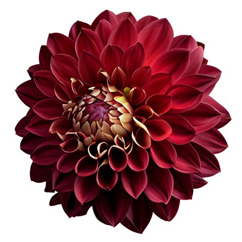 Red Dahlia Transparent Background Red Dahlia Flower 24067372 PNG