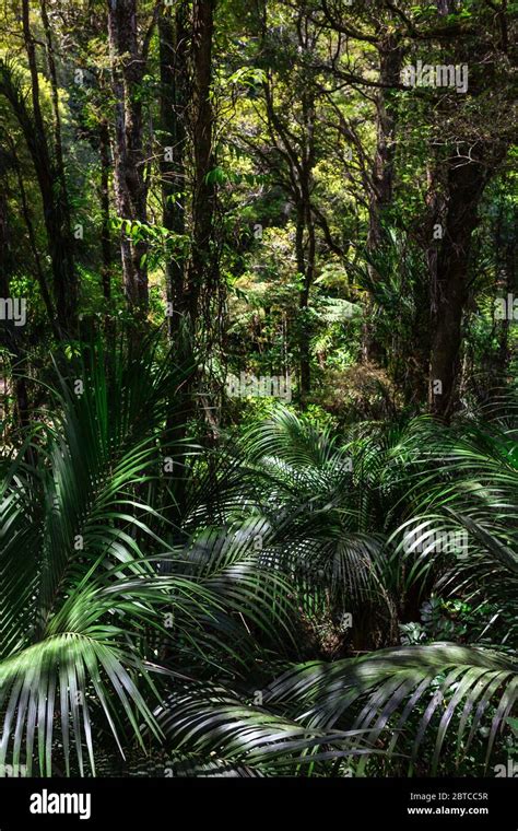 Native Bush North Island New Zealand Stock Photo Alamy