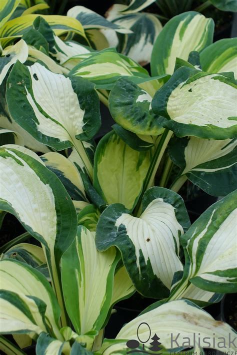 Hosta Fortunei Albopicta Funkia Fortune A