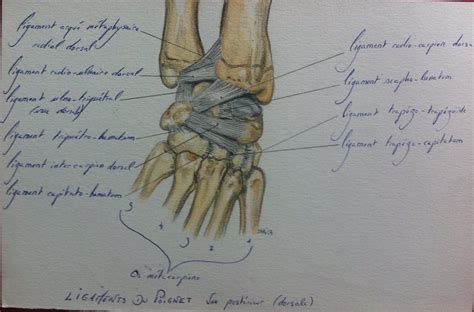 Ligaments Du Poignet J SARICA