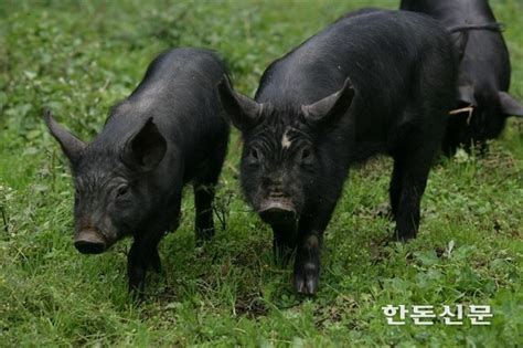 ‘비계삼겹살 불똥 튄 제주 제도개선 나섰다