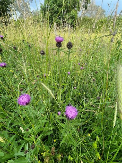 Lesser Knapweed Centaurea Nigra Naturescape Wildflower Shop