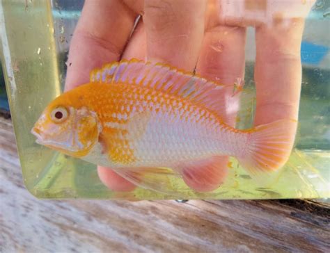 Albino Red Zebra Cichlid