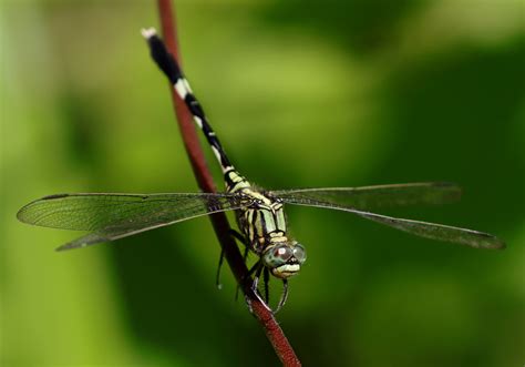 Green Marsh Hawk (Orthetrum sabina) - Bali Wildlife