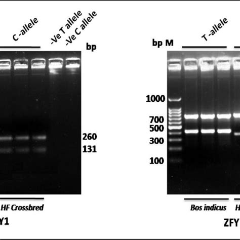 Screening Of Y Chromosomal Variations Through Tetra Primers Arms Pcr