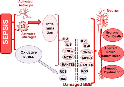 Sepsis Neuroinflammation Oxidative Stress And Brain Damage Sepsis