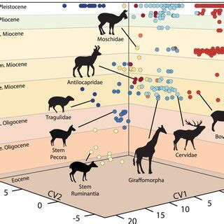 (PDF) Ruminant inner ear shape records 35 million years of neutral ...