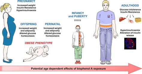 Potential age-dependant effects of bisphenol A exposure, adapted from... | Download Scientific ...