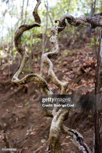 Snake Hanging From Tree Photos And Premium High Res Pictures Getty Images