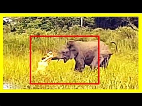 Crocodile vs Elephant Real Fight | Elephant, Crocodile, Fight