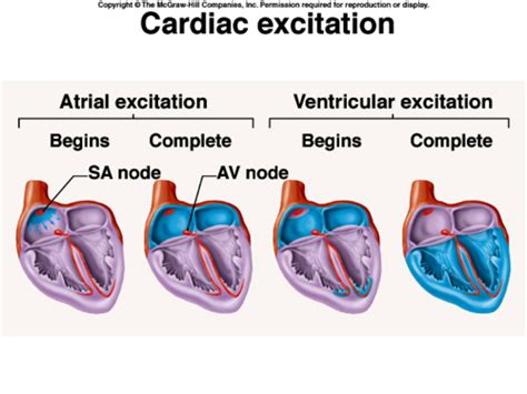 Phys W3 Cardiac Action Potential Flashcards Quizlet