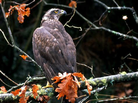 Terras De Bouro Reserva Da Biosfera Transfronteira Ger S Xur S