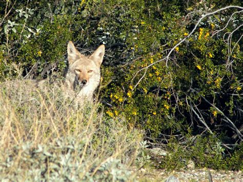 Most Dangerous Wild Animals You May Encounter on a Hike