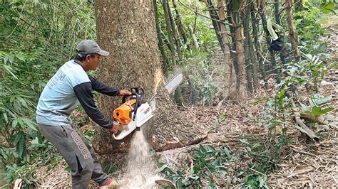 Felling Of A Trembesi Tree In A Bamboo Clump Stihl Ms 881 Chainsaw