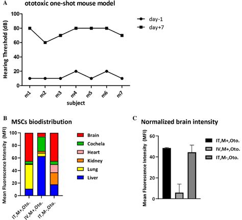 ABR Auditory Brainstem Response Of Ototoxic Mouse Model And FOBI