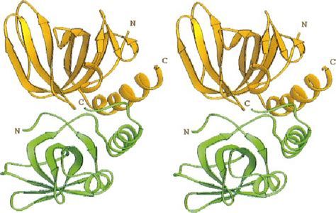 Structure Of The Rpa Rpa Dimer A Stereo Ribbon Representation Of