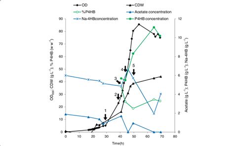 Time Course Of Cell Dry Weight Cdw P Hb Content And P Hb