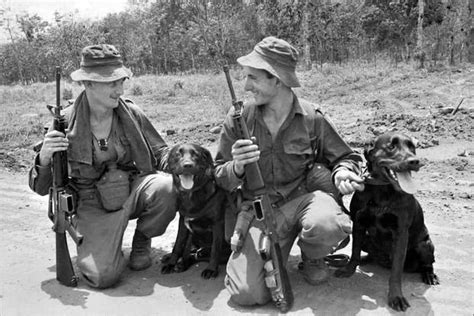 Dogs Used By The Military