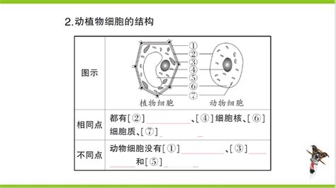 【掌控课堂 创优作业】人教版生物七上期末复习 专题二 生物体的结构层次 课件版 21世纪教育网