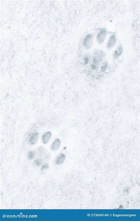 Cat Footprints In The Snow Close Up Photo Stock Photo Image Of Fresh