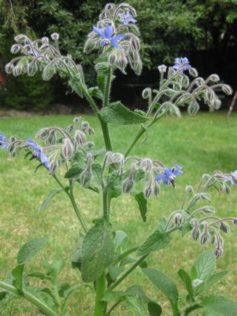 Borage seeds | TheSeedCollection