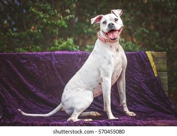 Smiling White Pit Bull Mix Stock Photo (Edit Now) 570455080