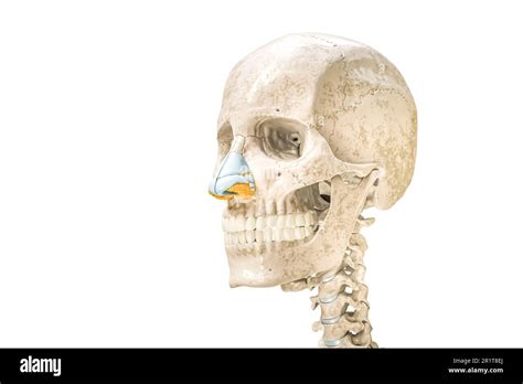 Skull And Nose Cartilages Contours 3d Rendering Illustration Isolated