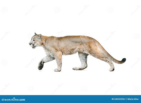 Puma Aislado Sobre Un Fondo Blanco Foto De Archivo Imagen De Blanco