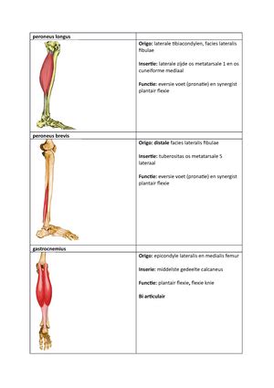 Overzicht Van Spieren Met Origo Insertie Functie En Innervatie